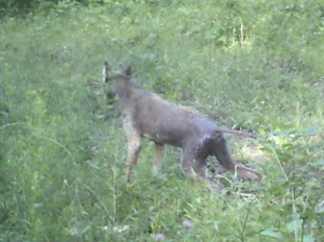 Mangey coyote caught on trail cam
