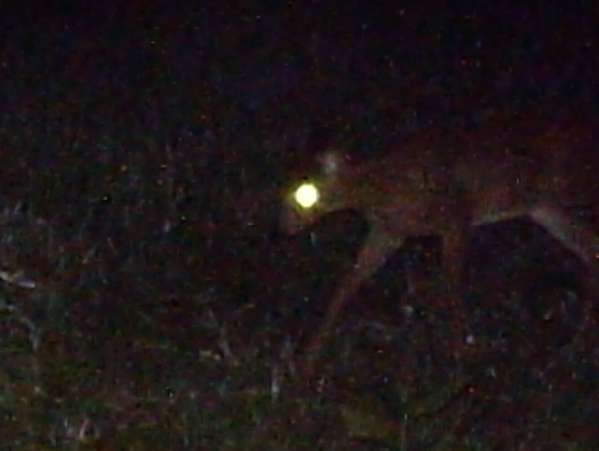 Could this be a mountain lion?
