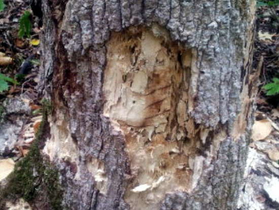Black bear claw  marks? Aug 2012
I found a dead white oak about 14â€ on the stump that had been ripped up somewhat.  This one you can make out 5 horizontal marks that may have been made by a claw.
