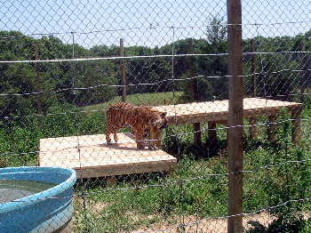 Tiger benches project
Here is Tony checking out his new bench.  He's not near full grown.
Keywords: Lumber