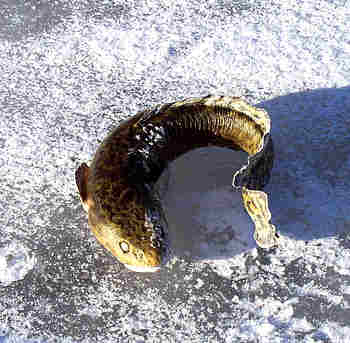 Frozed Eelpout
February 2004 ice fishing trip on Mille Lacs lake in Minnesota
