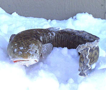 Frozen Eelpout
February 2004 ice fishing trip on Mille Lacs lake in Minnesota
