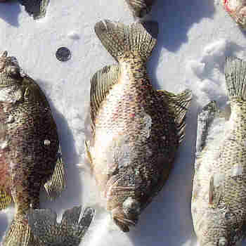 I took this to try and show the size of the crappies we caught. That dot in the snow to the left of the fish's tail is a quarter.
I took this to try and show the size of the crappies we caught. That dot in the snow to the left of the fish's tail is a quarter.
