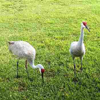 Sandhill Cranes, December 2005
Sandhill Cranes close to the Kissimmee River near Okeechobee, Florida. December 2005. 
