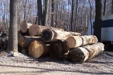 2006 log fairies have been busy
