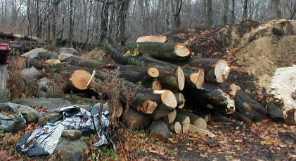 maple firewood

