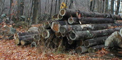 pine poles
