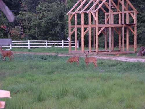 Deer in field near frame2
