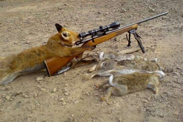 Fox Hunting
