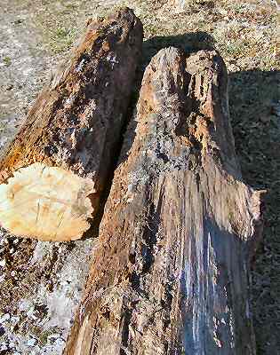 Older red oak logs
