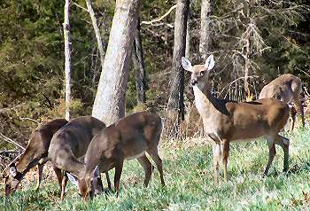 NW Arkansas deer
