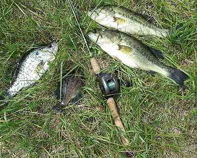 Bass, crappie, and sunfish

