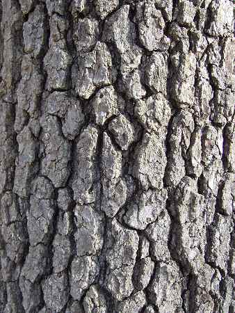 black cherry tree bark. Tree is maybe 15quot; dbh.