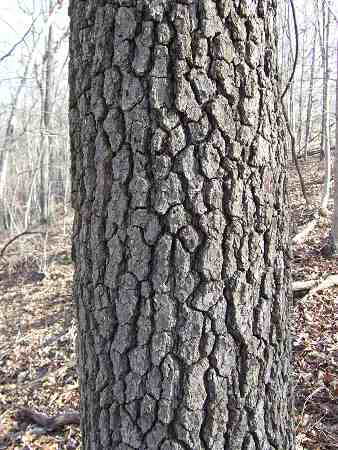 black cherry tree bark. Tree is maybe 15quot; dbh.