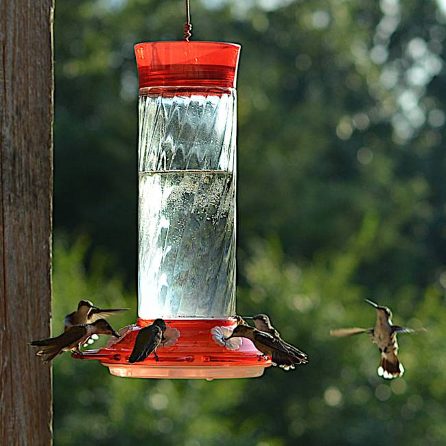 Hummers
