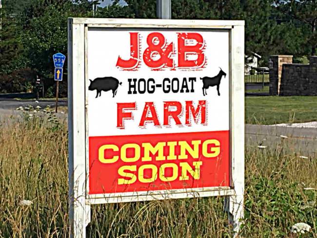 Goat farm
