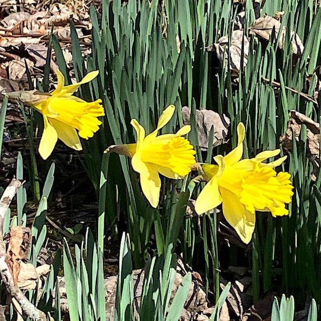 daffodil
