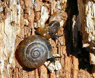 Snails
Living in a walnut log.
