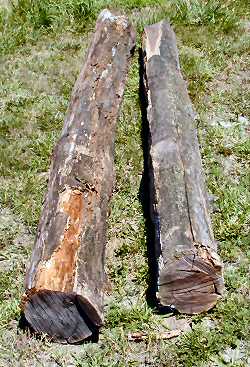 Ugly walnut logs

