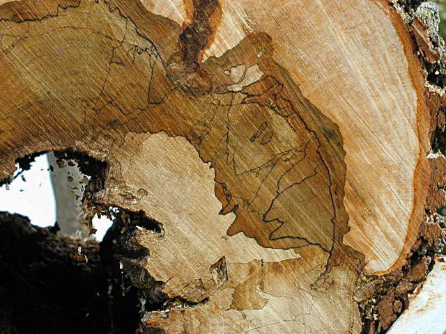 Spalted maple
