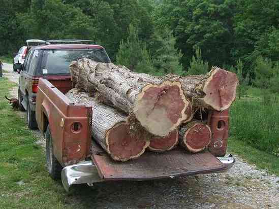 Cedar logs
