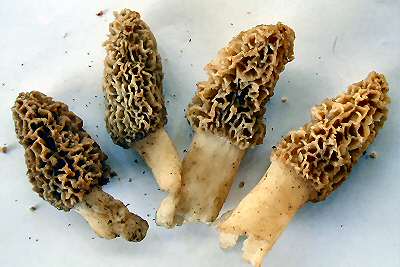 Morel mushrooms
