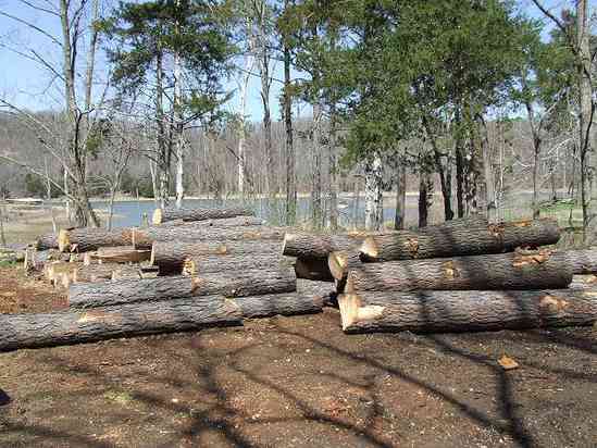 Lake logs
