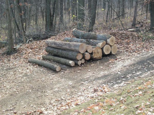 Firewood logs (Large)
