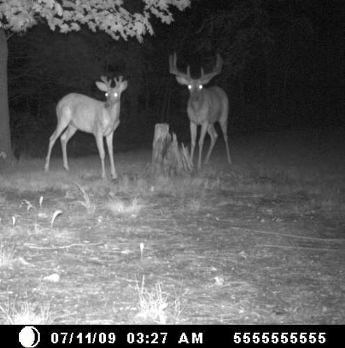Big buck
Game cam caught this one looking. Looks to be possible 12pt
