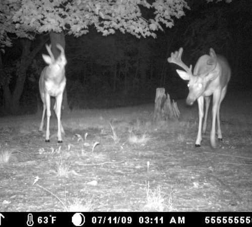 Buck 10pt
Game cam of two bucks, with one on right still growing a rack
