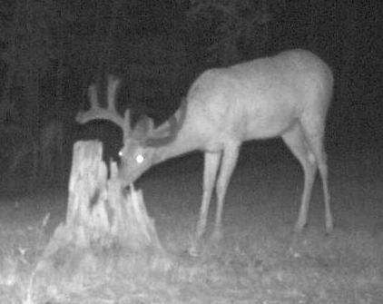 Buck big
Appears to be a potential 12 pt, with one G2 forked like a mule deer. That is a gene that has shown up in two of the big bucks I've taken off this place. Looks like a third one coming along. Hope my name is on it. 
