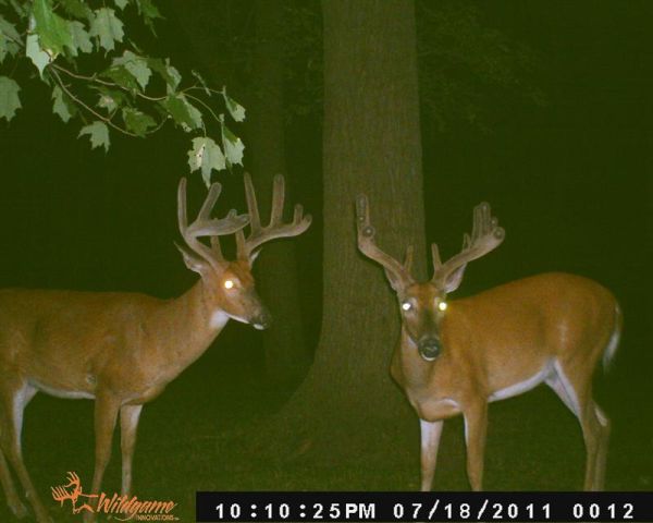 Bucks_July_11
Trail cam out and these two caught on cam the first night
