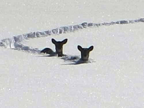 Deer_out
Pic of deer struggling through the snow. 
