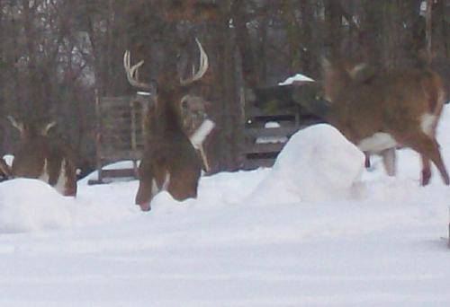 Jan 26 Buck a
Buck leaving with 3 other bucks (one hidden in front of the racked one)
