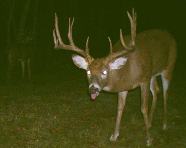 Mr big
This one caught on camera twice one night about 4 hours apart (late Oct). He is standing 22 yards from my tree stand. Has not been seen during the daylight. 
