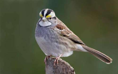 sparrow
White throated sparrow
