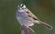 White-throated-Sparrow-gr-bkgr-_H2D8290-McLeansville,-NC.jpg