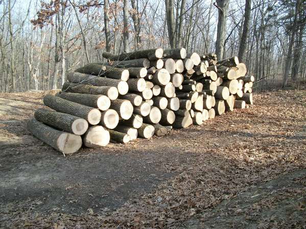 Ash_logs
Stacked ready for bucking and splitting
