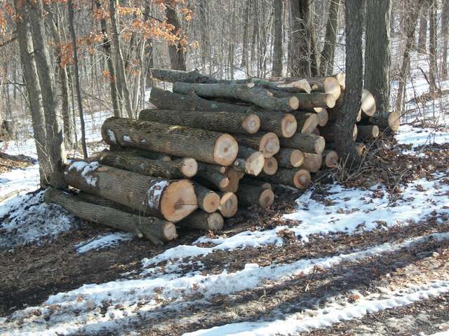 2015_ash_logs
6 trees in this pile.
