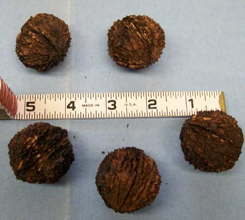 Black_walnuts
Relative size of nuts.
