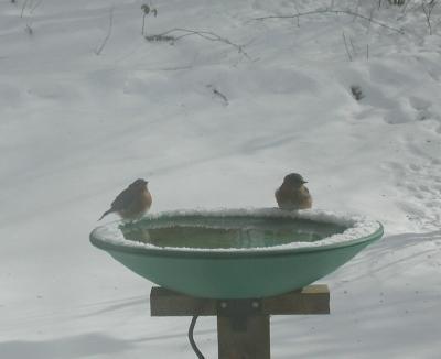 Feb_07_bluebirds
At below zero (F) temps, and coming to a heated bird waterer in Central WI
