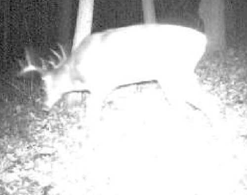 Buck_gamecam
Caught this one at about 1 am, after it left a rub nearby.
