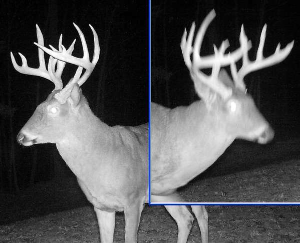 Composite_same_buck
The clear pic from before last day of season opened, and the blurry pic about 2 hours after the 9 day season closed.
