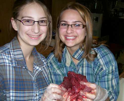 Deer_heart_disection
Two grand daughters seeing how the heart looks inside out. 
