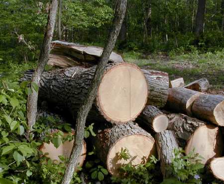 Firewood pile
White oak log in firewood pile. Need a skil_mill.
