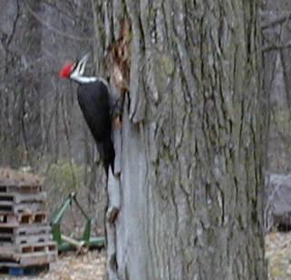 Pileated_Woodpecker
Finally caught a pic of this guy on my old White Oak tree near the house. He was not sitting still for a clear pic, but get the general idea. Sits about 12-14" high. 
Keywords: birds