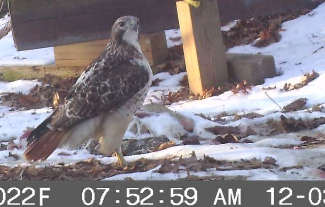 Redtail
Caught on trail cam at frozen gut pile

