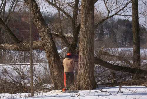 Tree_dropping
Pic showing horizontal limbs on willow trees being cut.
