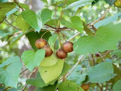 Tung_Tree_fruit
Keywords: Nuts