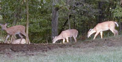 New_recruits
closeup of three fawns (doe in background) Sept '05
Keywords: Deer